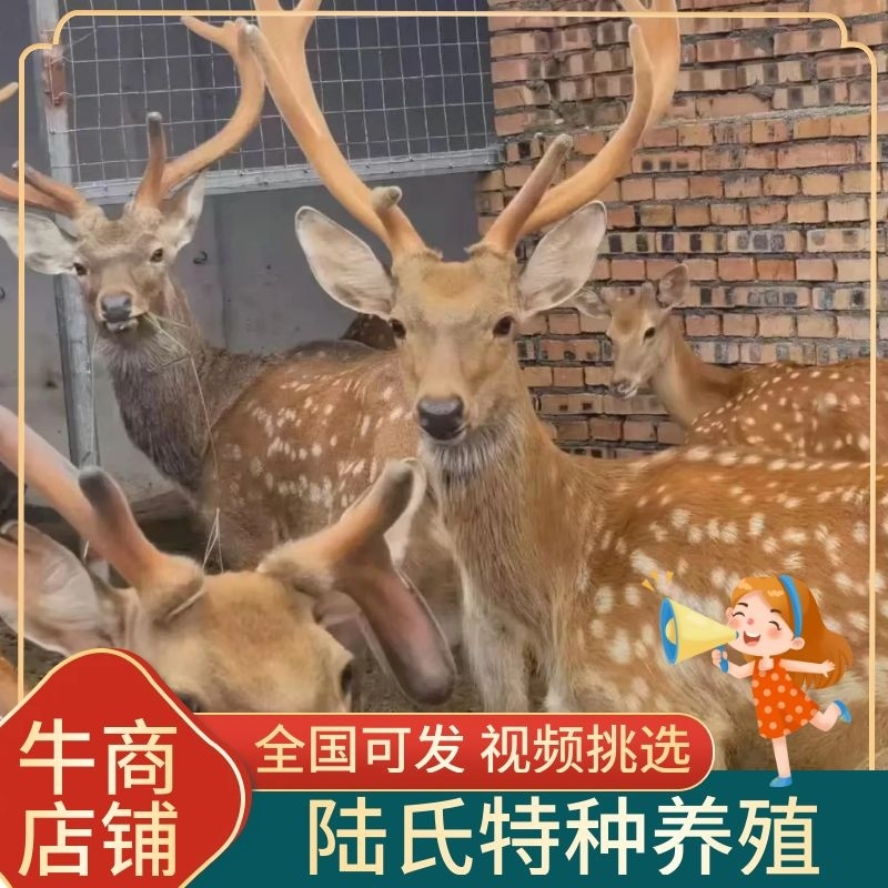梅花鹿活物小鹿苗幼崽家养小型成年鹿活苗小鹿观赏梅花鹿种鹿