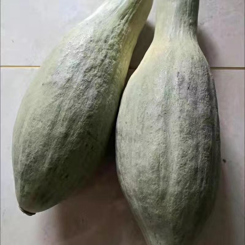 欣宝贵族南瓜种子香甜可口汁少似板栗