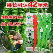 巨陇828螺丝椒种子，陇椒种子，皮薄香辣，坐果强，采收长