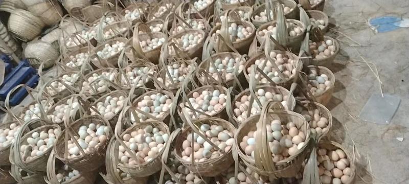 湖北武汉绿壳鸡蛋量大从优质量保证价格实惠欢迎咨询