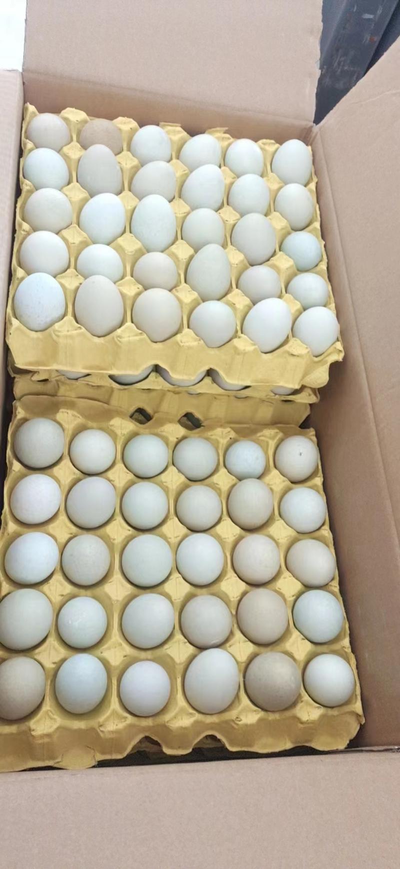 湖北武汉绿壳鸡蛋量大从优质量保证价格实惠欢迎咨询