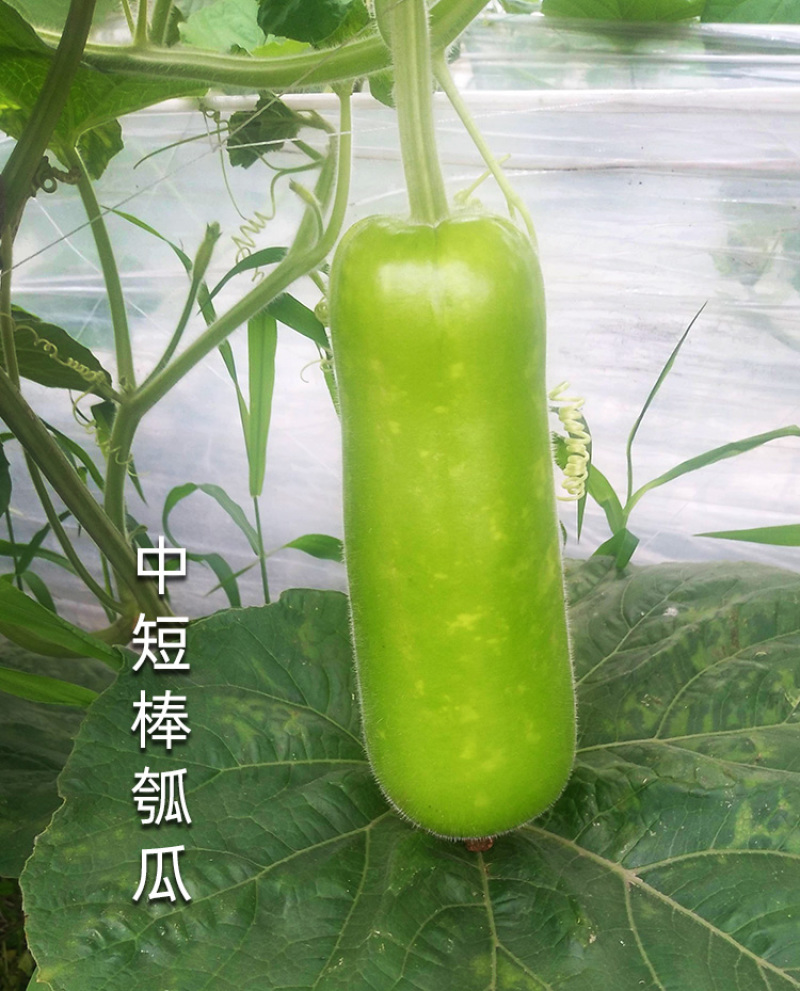 浙蒲6号瓠瓜种子，浙蒲9号，长短瓠种子，耐低温，抗病强