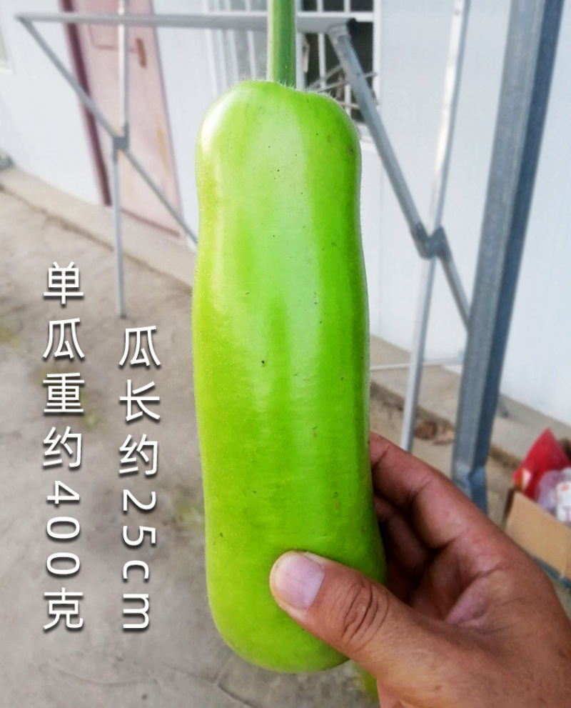 浙蒲6号瓠瓜种子，浙蒲9号，长短瓠种子，耐低温，抗病强