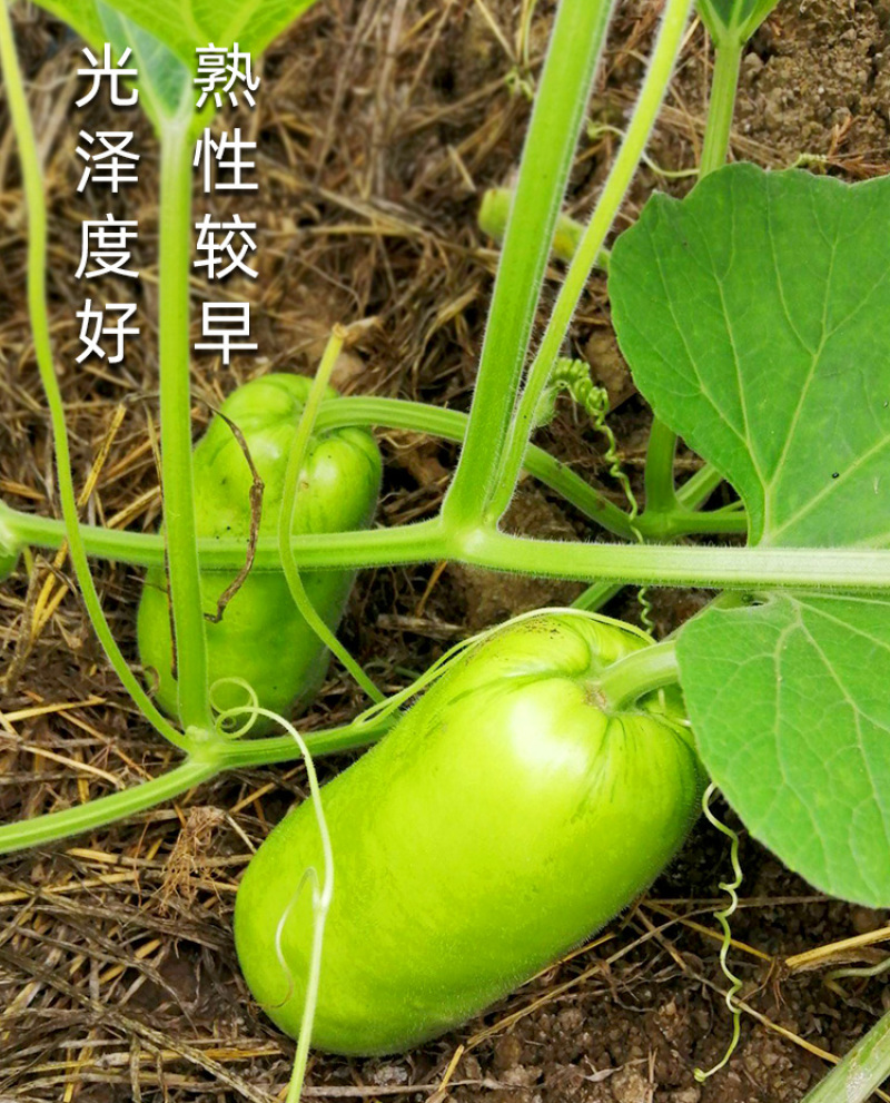 浙蒲6号瓠瓜种子，浙蒲9号，长短瓠种子，耐低温，抗病强
