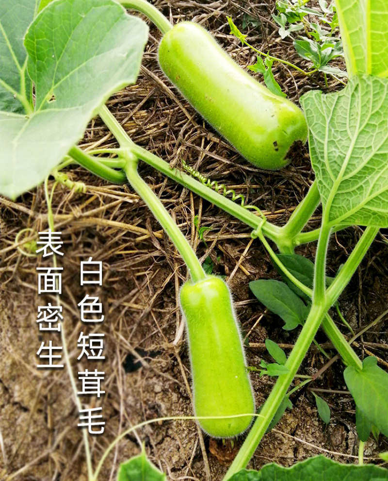 浙蒲6号瓠瓜种子，浙蒲9号，长短瓠种子，耐低温，抗病强
