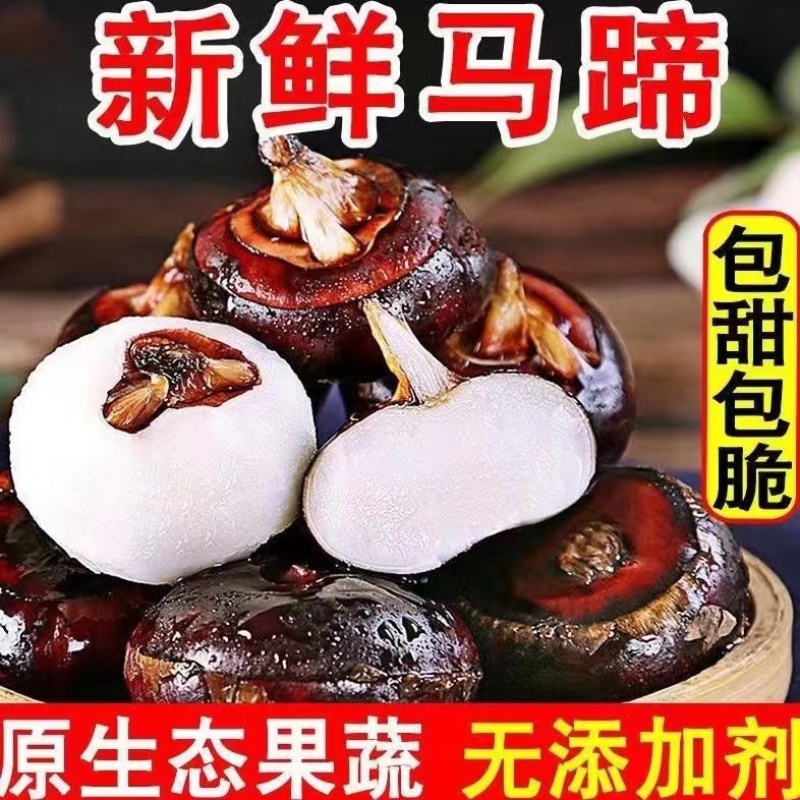 盐城特大红马蹄，欢迎全国客商前来产地订购代办批发！