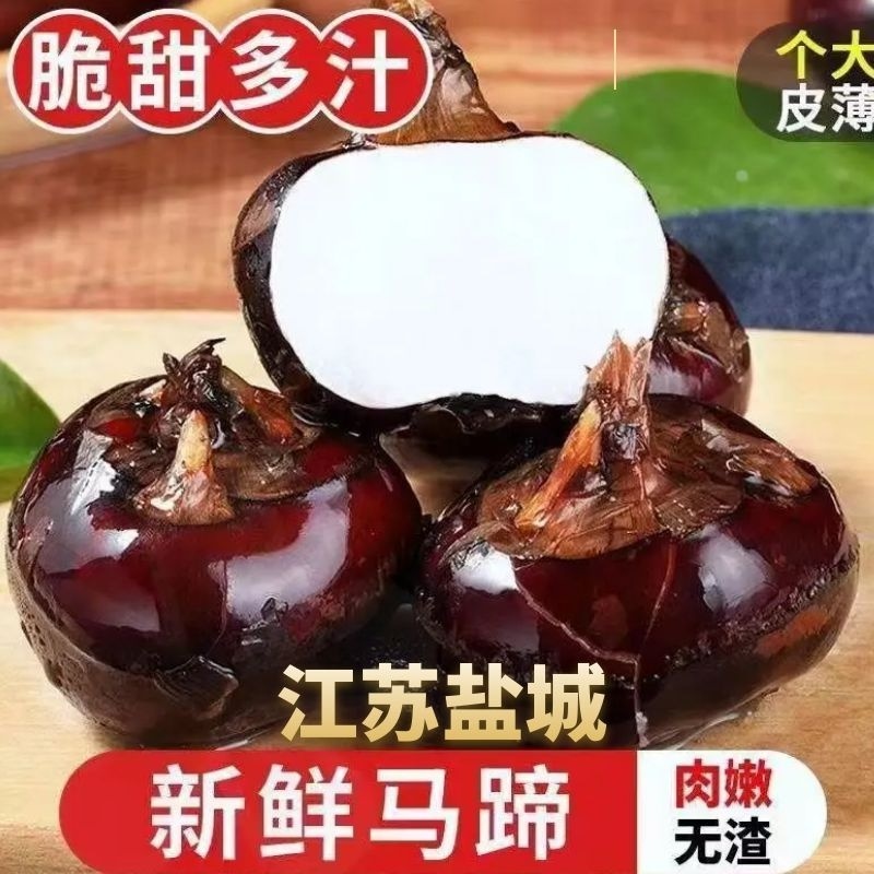 盐城特大红马蹄，欢迎全国客商前来产地订购代办批发！