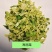 精品烘干包菜又名高丽菜品质保证诚信经营一手货源欢迎采购