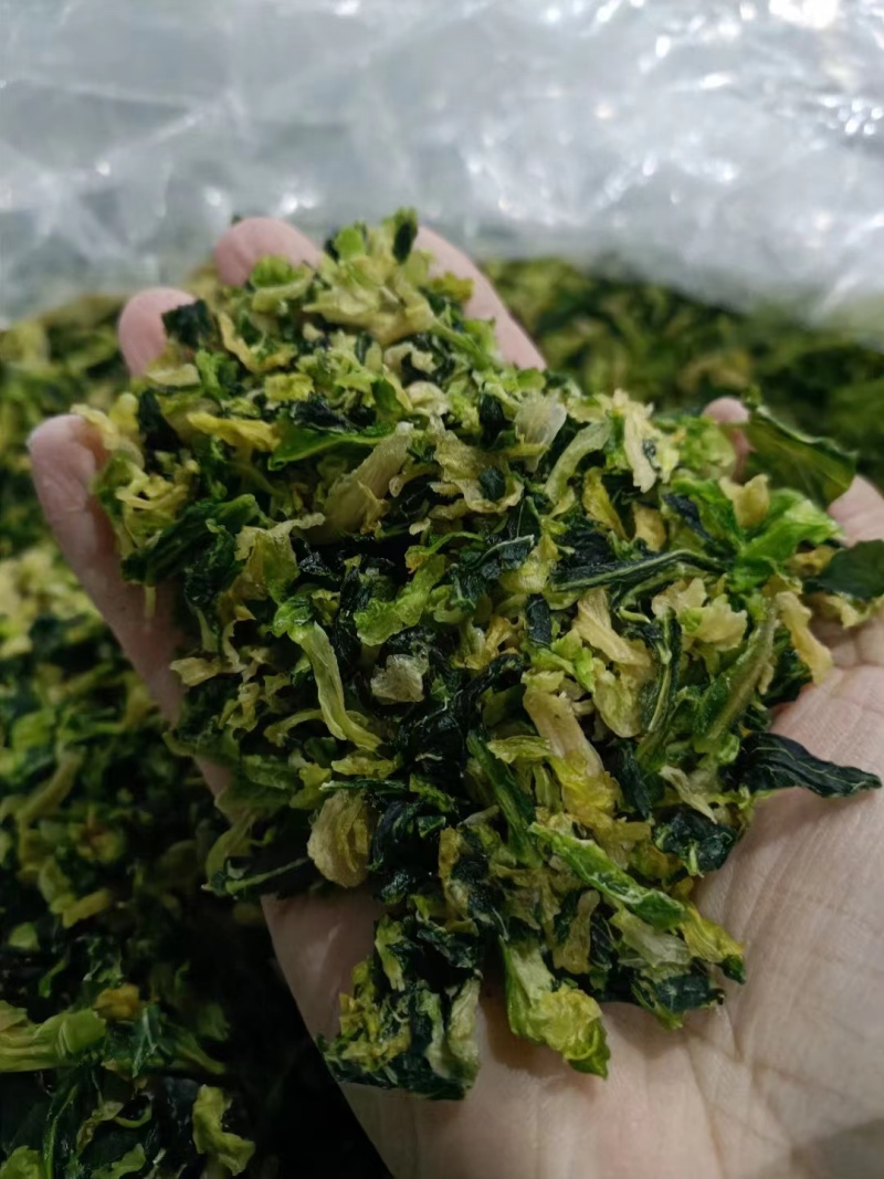 精品烘干包菜又名高丽菜品质保证诚信经营一手货源欢迎采购