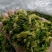 精品烘干包菜又名高丽菜品质保证诚信经营一手货源欢迎采购