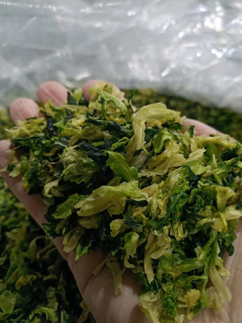 精品烘干包菜又名高丽菜品质保证诚信经营一手货源欢迎采购