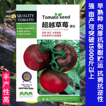 草莓番茄种子铁皮绿腚大西红柿种子高产超越莓番柿子一千粒