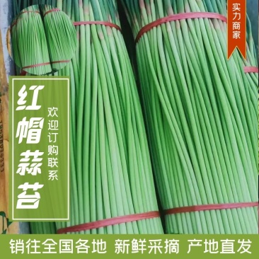 【产地直供】精品红帽蒜苔，大量有货，品质保证量大从优