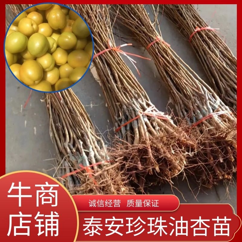 珍珠油杏苗，山东新泰珍珠油杏起源地，提供技术指导，