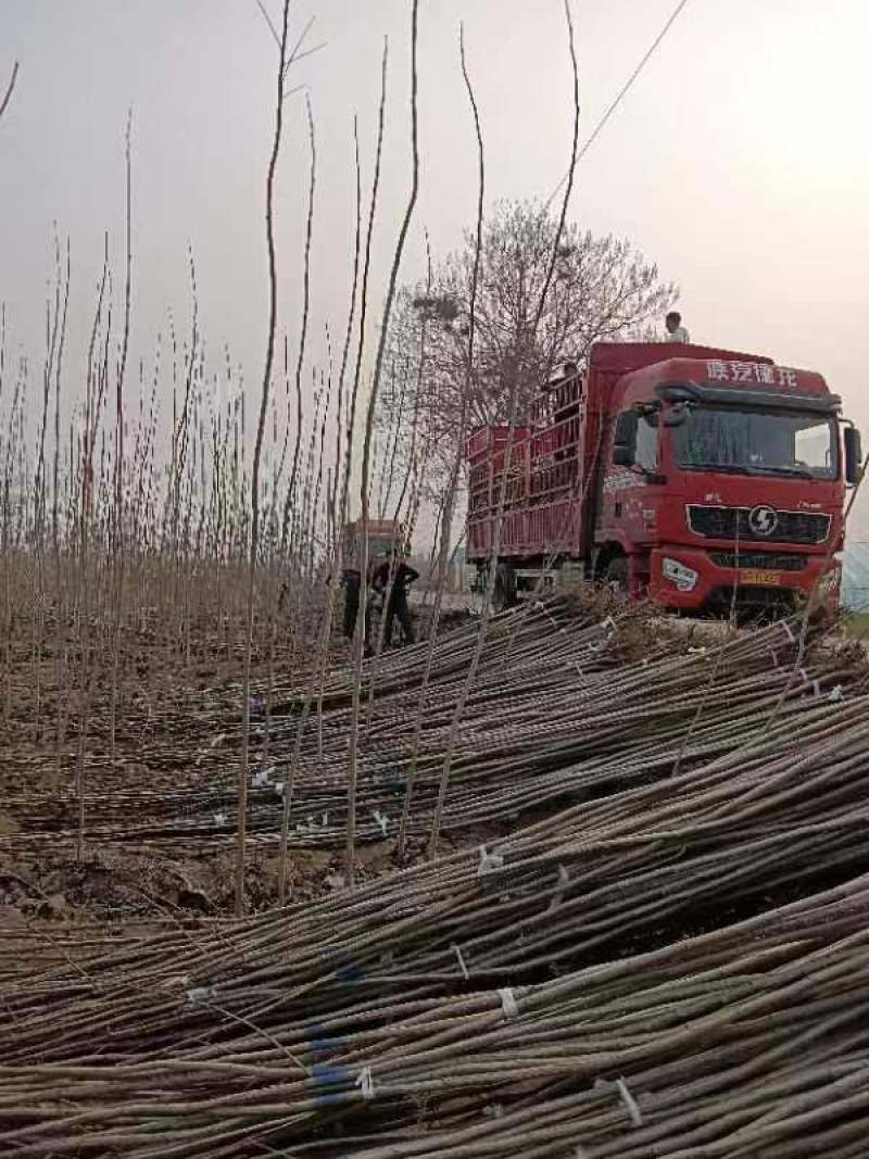 河南商丘无絮杨速生杨南林3804吉德杨规格齐全质量保证