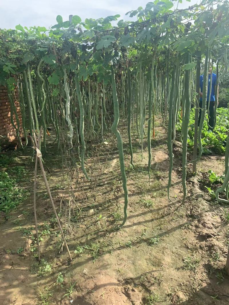 美味蛇瓜种子分枝性强营养丰富抗病抗虫适应性广