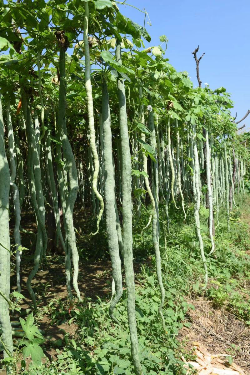 美味蛇瓜种子分枝性强营养丰富抗病抗虫适应性广