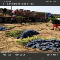 朝鲜黄杨，带盆朝鲜黄杨40-70公分大量供应，价格优惠