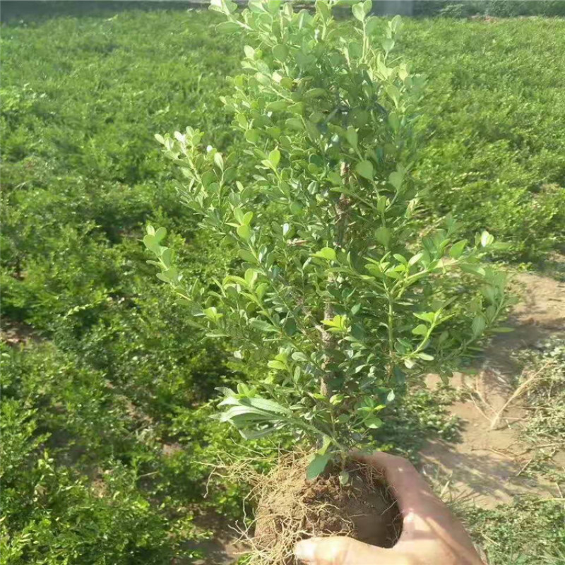朝鲜黄杨，带盆朝鲜黄杨40-70公分大量供应，价格优惠