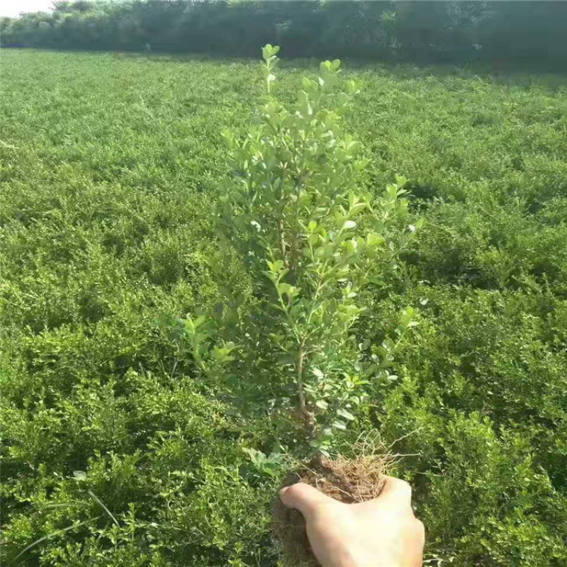 朝鲜黄杨，带盆朝鲜黄杨40-70公分大量供应，价格优惠