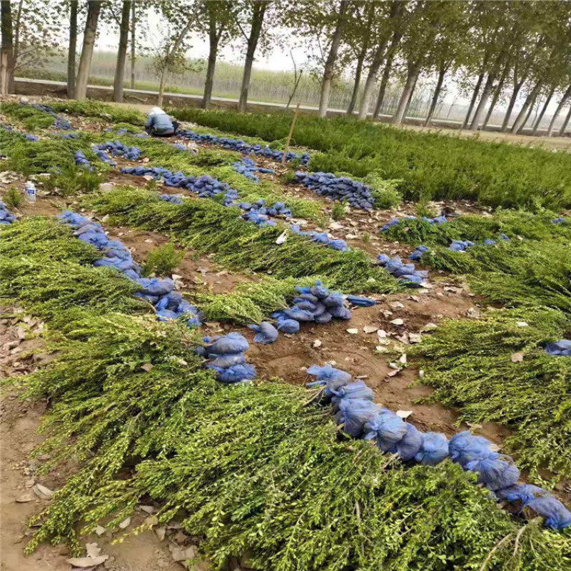 朝鲜黄杨，带盆朝鲜黄杨40-70公分大量供应，价格优惠