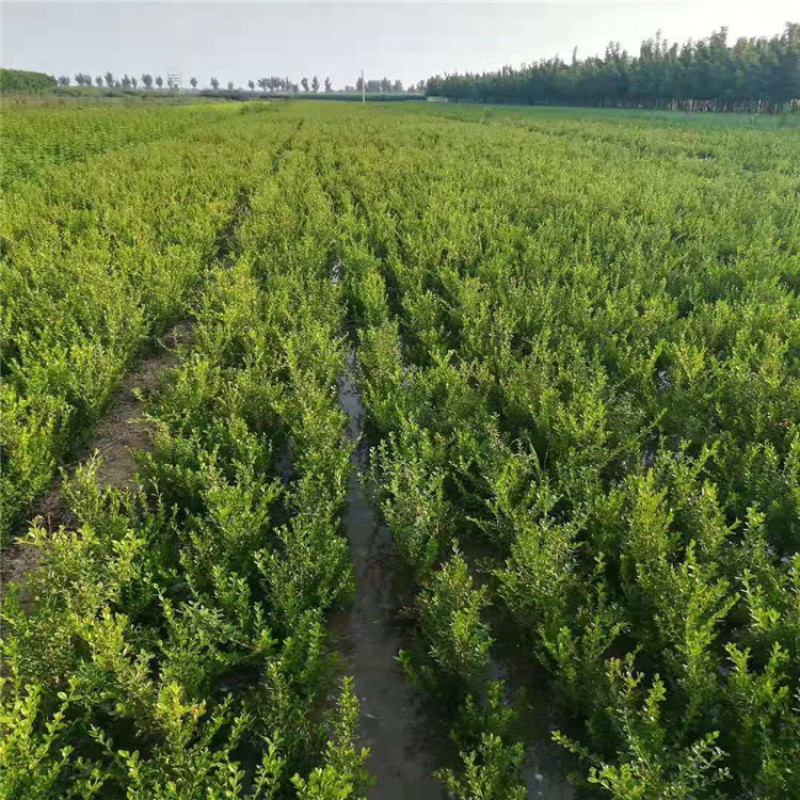 朝鲜黄杨，带盆朝鲜黄杨40-70公分大量供应，价格优惠