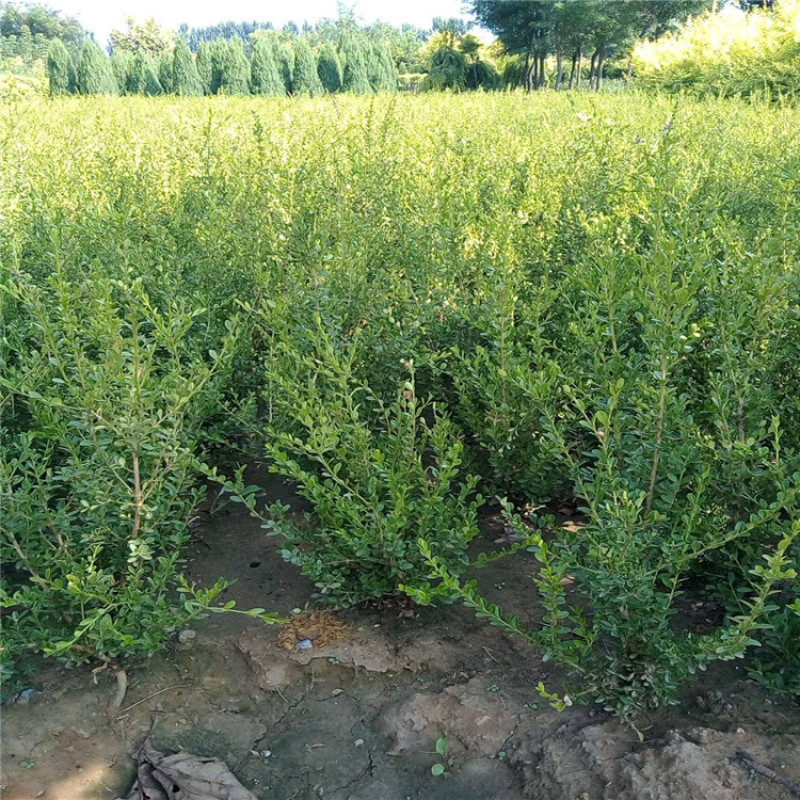 朝鲜黄杨，带盆朝鲜黄杨40-70公分大量供应，价格优惠