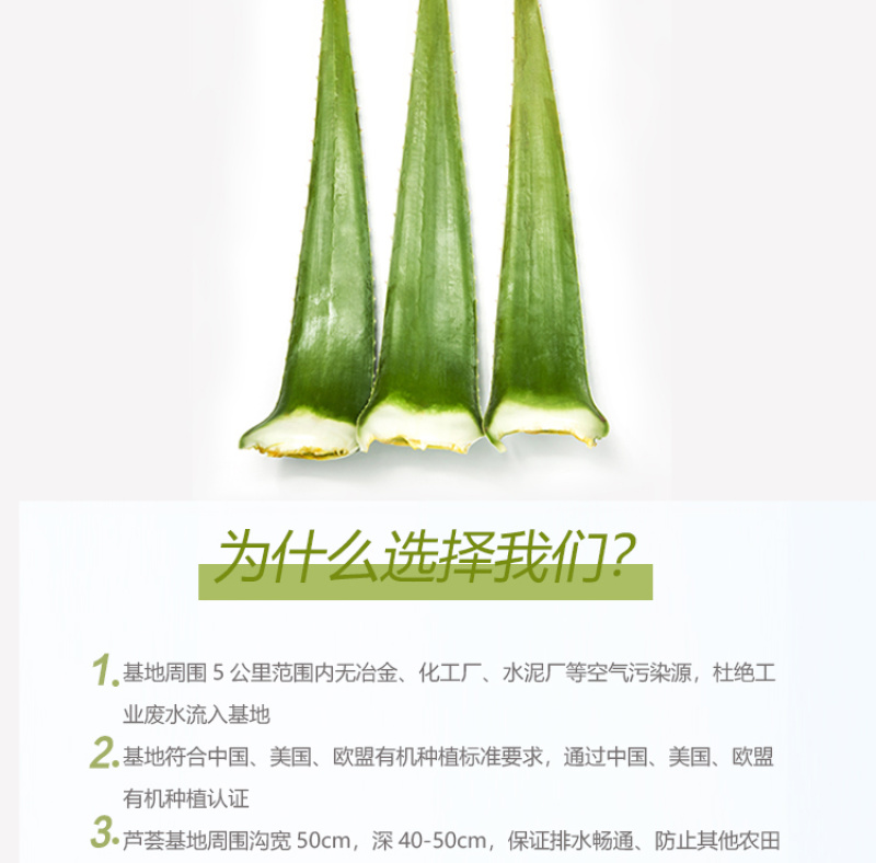 【包邮】大年份老苗/芦荟鲜叶/芦荟批发/美容/食用
