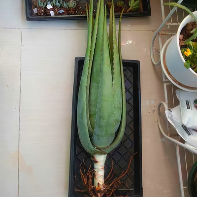 【包邮】万亩基地/整颗发货/大年份/美容院/盆栽/食用