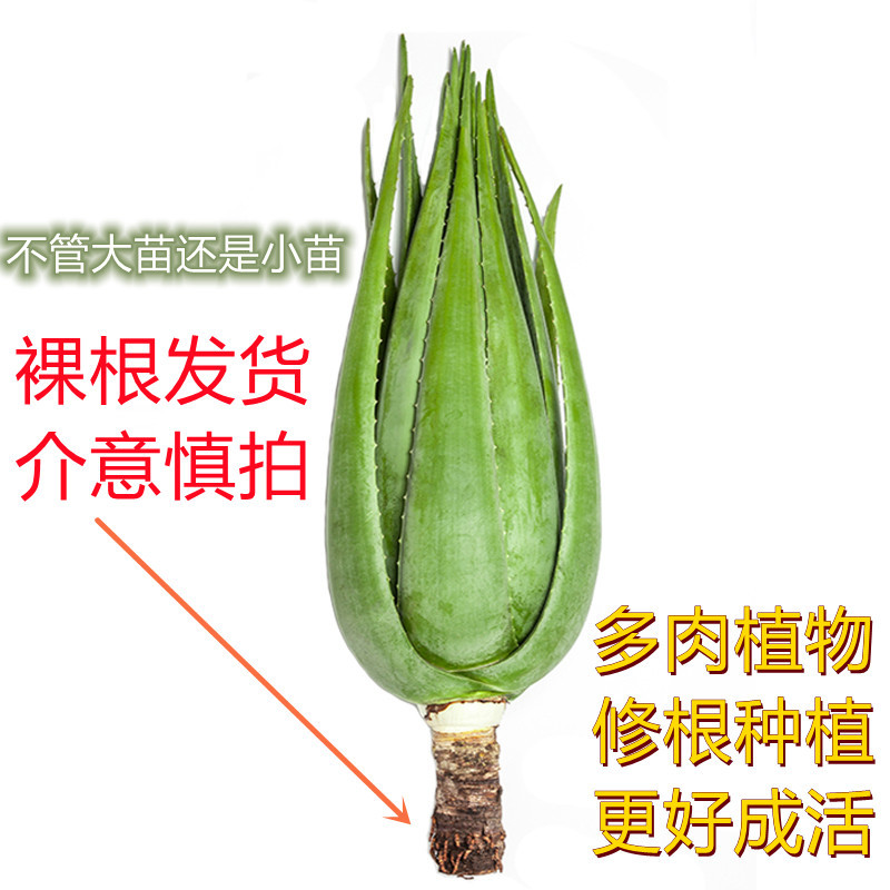 【包邮】万亩基地/整颗发货/大年份/美容院/盆栽/食用
