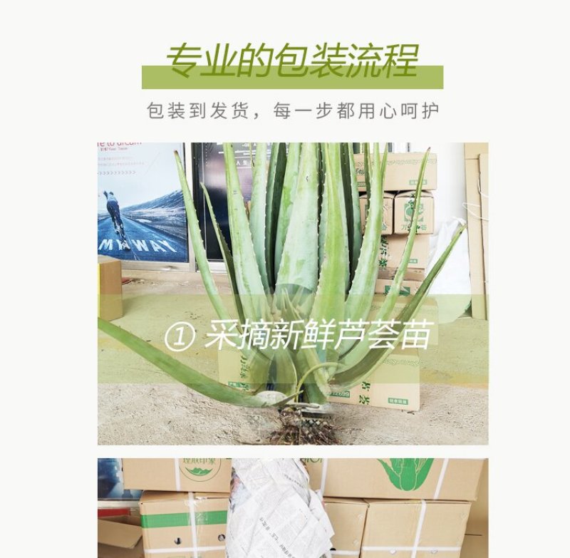 【包邮】万亩基地/整颗发货/大年份/美容院/盆栽/食用