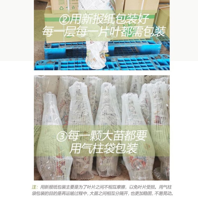 【包邮】万亩基地/整颗发货/大年份/美容院/盆栽/食用