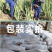 【包邮】万亩基地/整颗发货/大年份/美容院/盆栽/食用