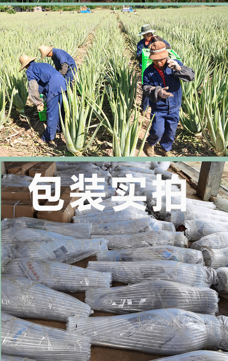 【包邮】万亩基地/整颗发货/大年份/美容院/盆栽/食用