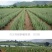 【包邮】万亩基地/整颗发货/大年份/美容院/盆栽/食用