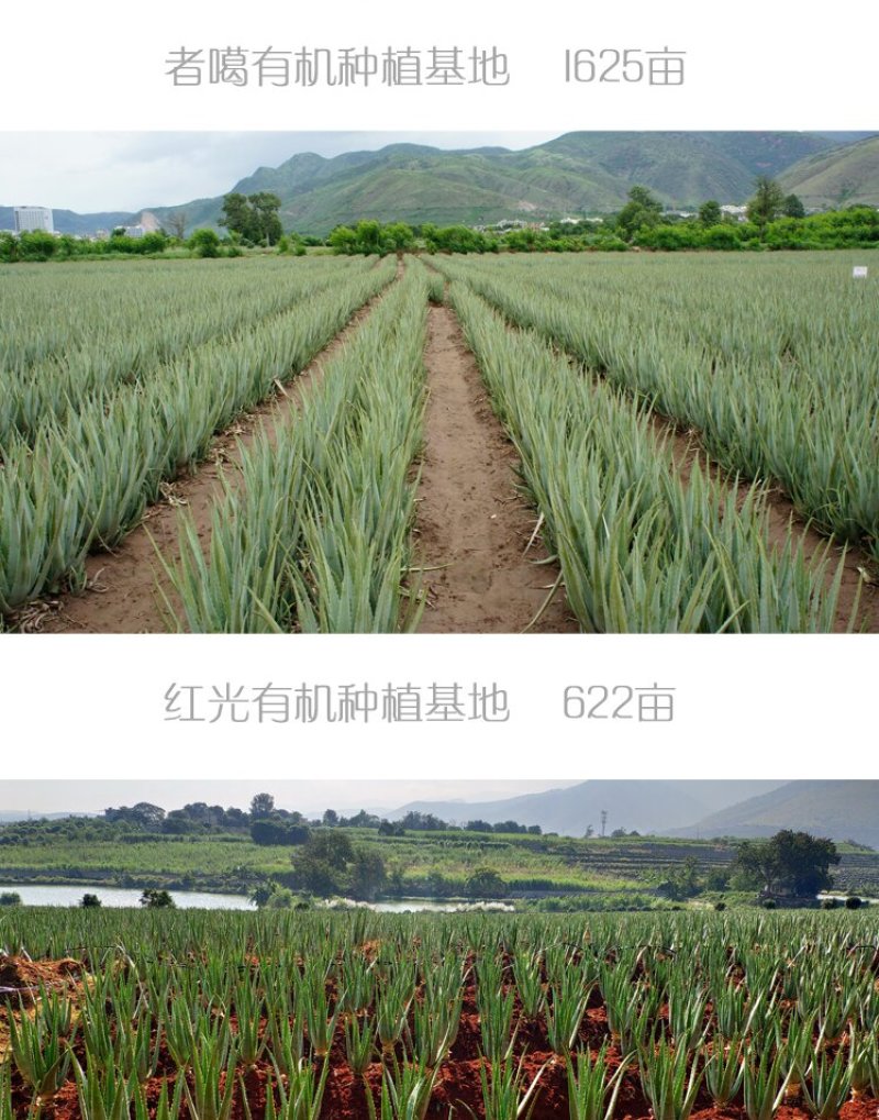 【包邮】万亩基地/整颗发货/大年份/美容院/盆栽/食用