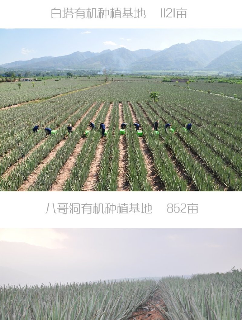 【包邮】万亩基地/整颗发货/大年份/美容院/盆栽/食用