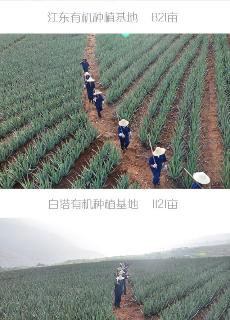 【包邮】万亩基地/整颗发货/大年份/美容院/盆栽/食用