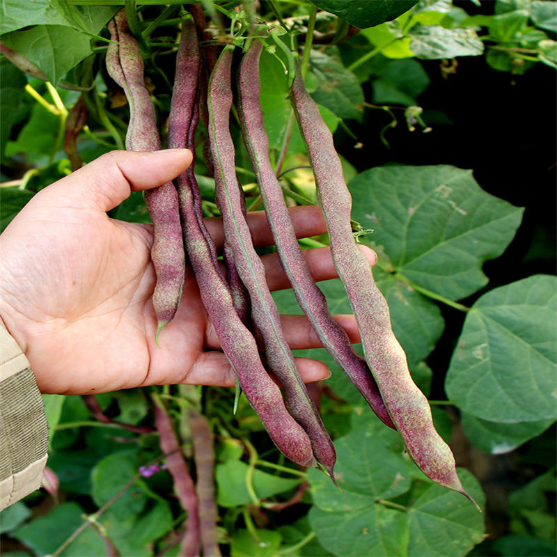 龙泉独秀紫芸豆种子100g大紫袍九粒红芸豆角种子秋紫豆