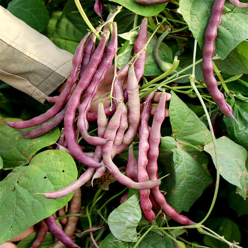 龙泉独秀紫芸豆种子100g大紫袍九粒红芸豆角种子秋紫豆
