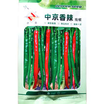 中京香辣线椒种子椒形直顺辣味浓基地早熟产量高