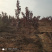 红栌,美国红栌，丛生红栌基地直销，价格优惠