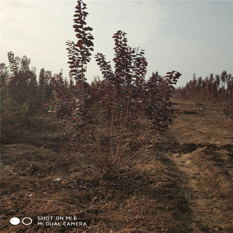 红栌,美国红栌，丛生红栌基地直销，价格优惠
