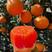 【中华红橙】果园直供规格齐全质量保证货源优欢迎咨询