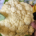 温州白面青梗菜花有机花松花菜保质量欢迎联系