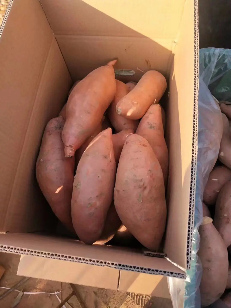 【产地直供】精品龙薯，大量有货，品质保证量大从优