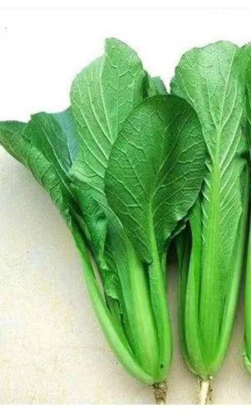 翠绿四季小白菜种子生长速度快抗病耐寒耐热可大面积种植