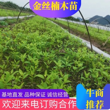 金丝楠木苗，小牙苗，两年苗50—70品种正宗