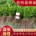 长叶软枝香橙苗，香橙苗基地直发品种保证欢迎来电订购