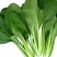 奶油菘菜一号种子质脆嫩味鲜美产量稳定品质佳